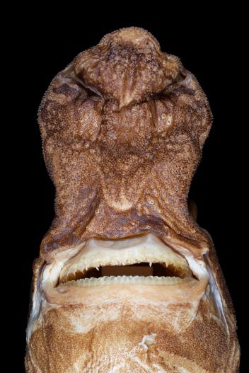 Lanternshark family is called Etmopterus lailae from the Northwest Hawaiian Islands mouth