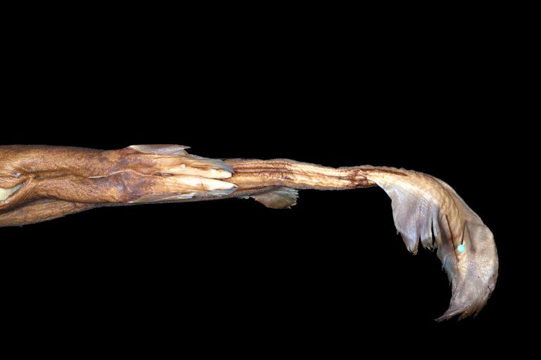 Lanternshark family is called Etmopterus lailae from the Northwest Hawaiian Islands tail
