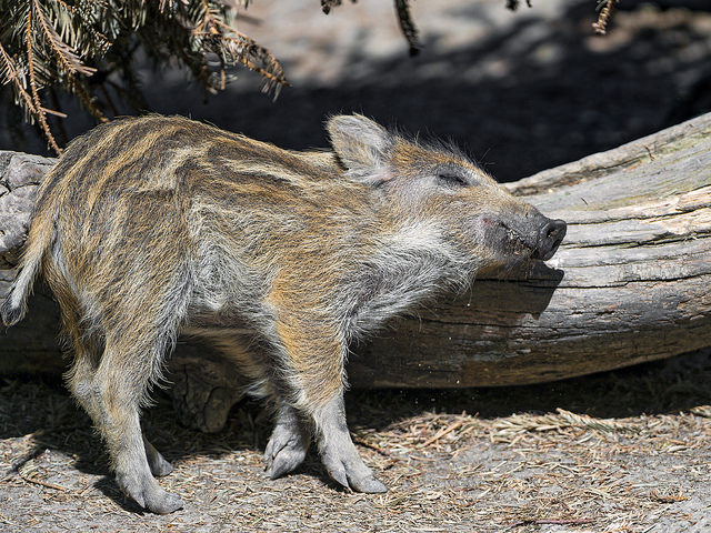 A cute wild boar hoglet rubbing against a log