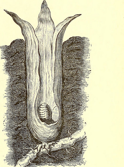 An illustration of the Hydnora africana, Jakkalskos, showing its surprising depth