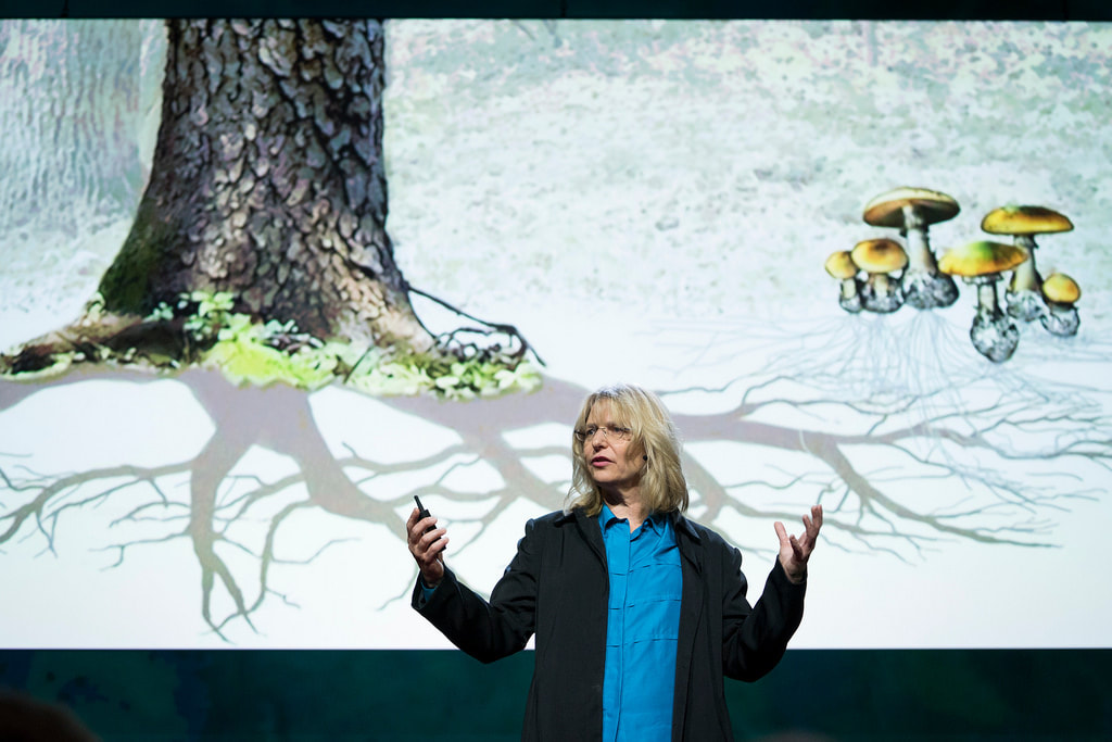 Suzanne Simard at her TED talk
