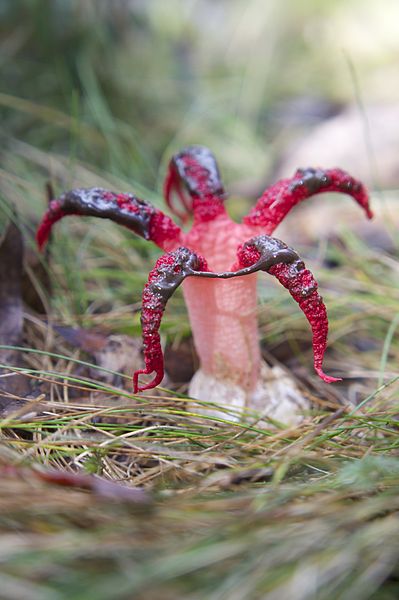 A photograph of Clathrus archeri, a fungus with red octopus-like tentacles