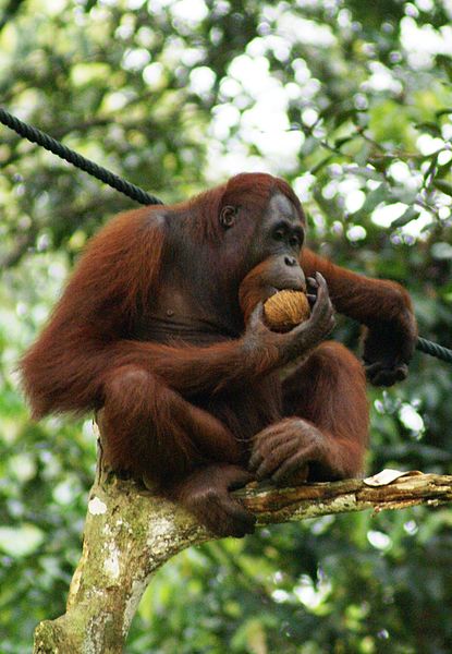 An orangutan eating in a tree. 