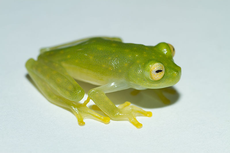 Diane's bare-hearted glass frog