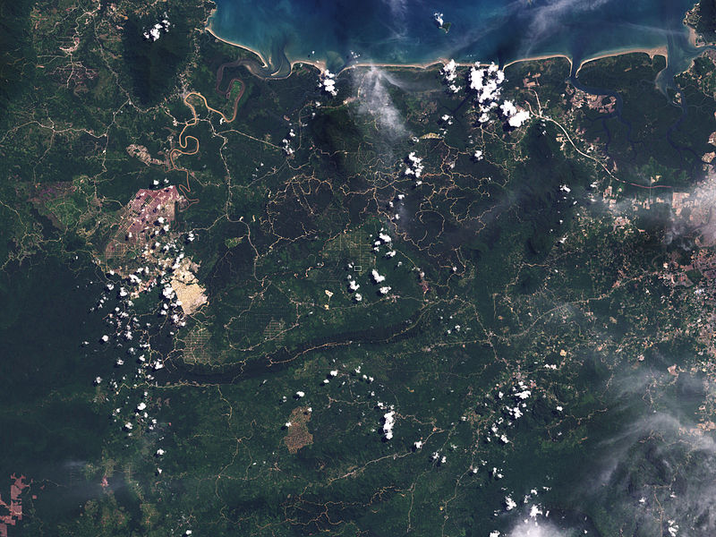  An overhead view of Borneo, the dark green of the forest marred with lighter patches of plantations, and the clear lines of roads. 