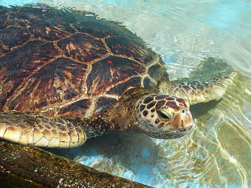 Why Are Green Sea Turtles Overwhelmingly Female?