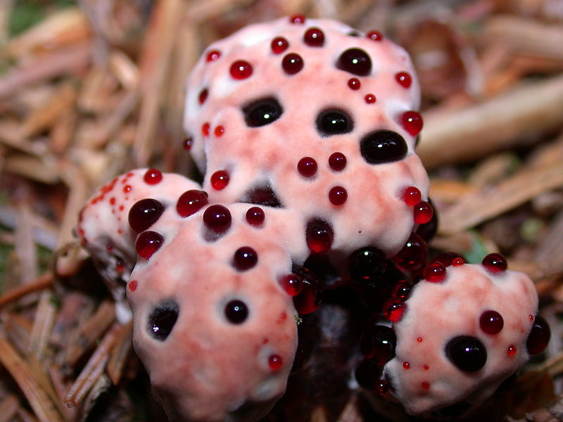 Close up of Hydnellum peckii aka The Bleeding Tooth Fungus