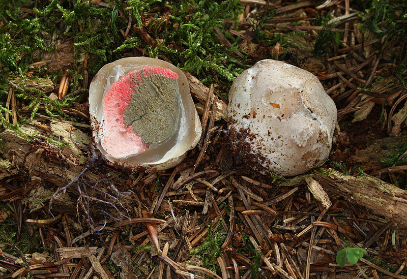The white and red eggs of the plant Clathrus archeri,
