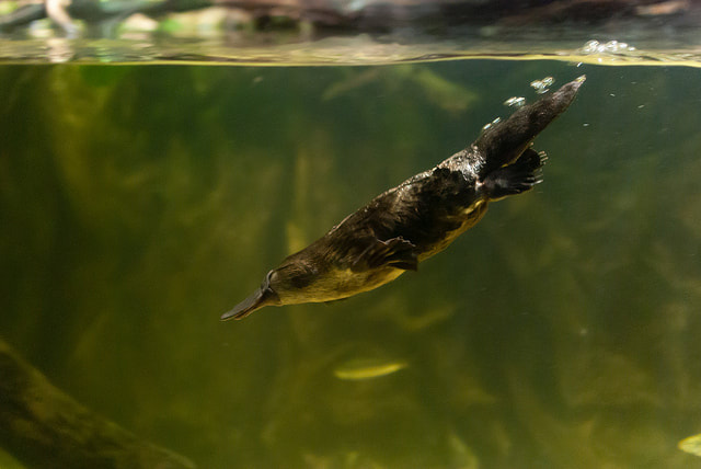 A Platypus diving into water