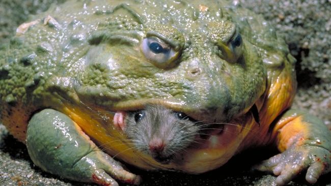A goliath bullfrog eating a mouse