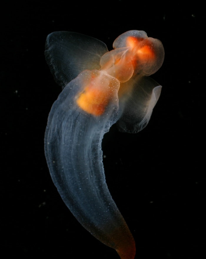 A photograph of a Sea Angel Cilone. Taken by Kevin Raskoff, via NOAA 