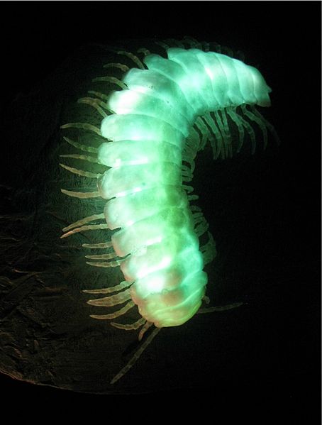 A large millipede glows with a strange green light