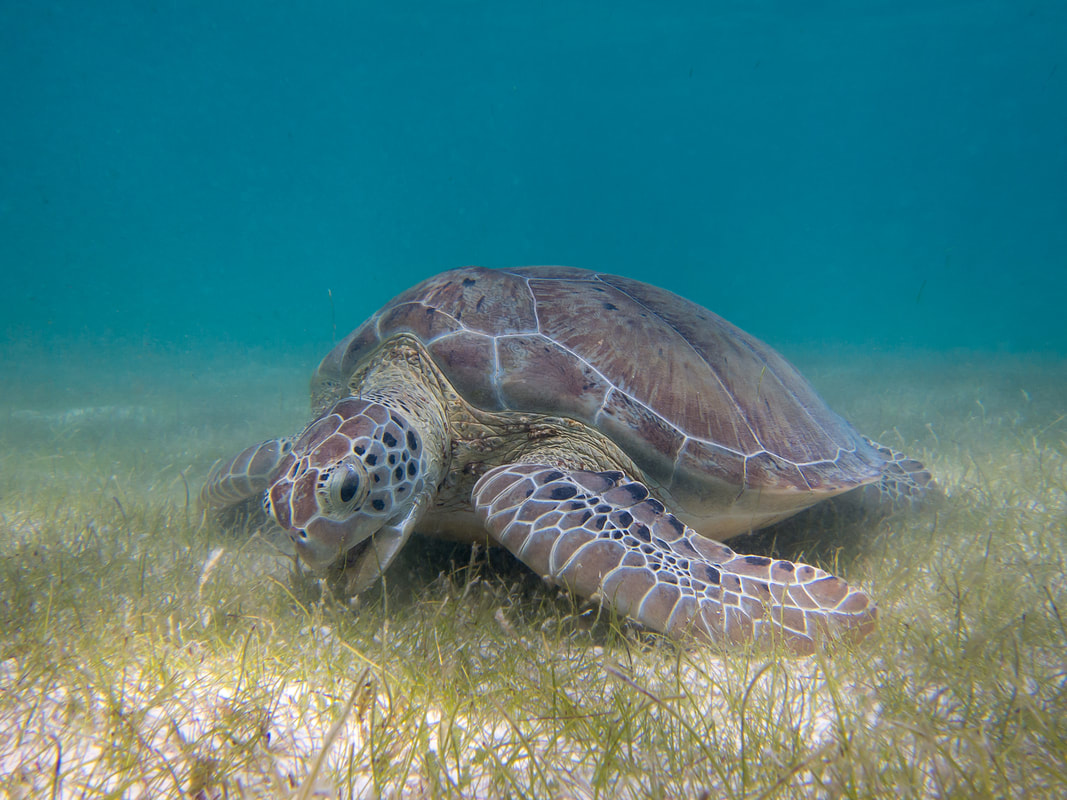 A green sea turtle