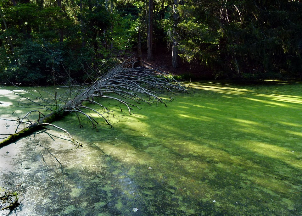  A pond covered in duckweed, may be home to Jenny Greenteeth