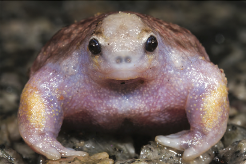 A Turtle Frog