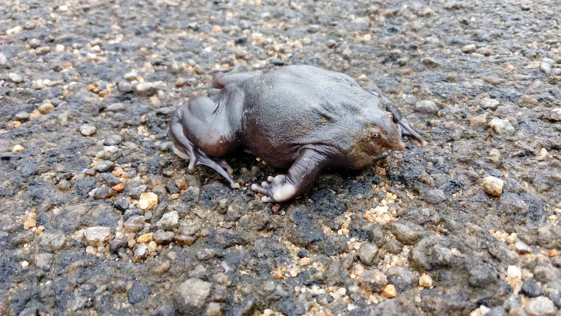 An Indian Purple Frog