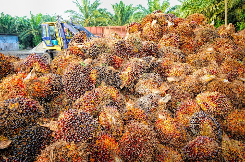 A pile of palm fruit ready to be made into oil.