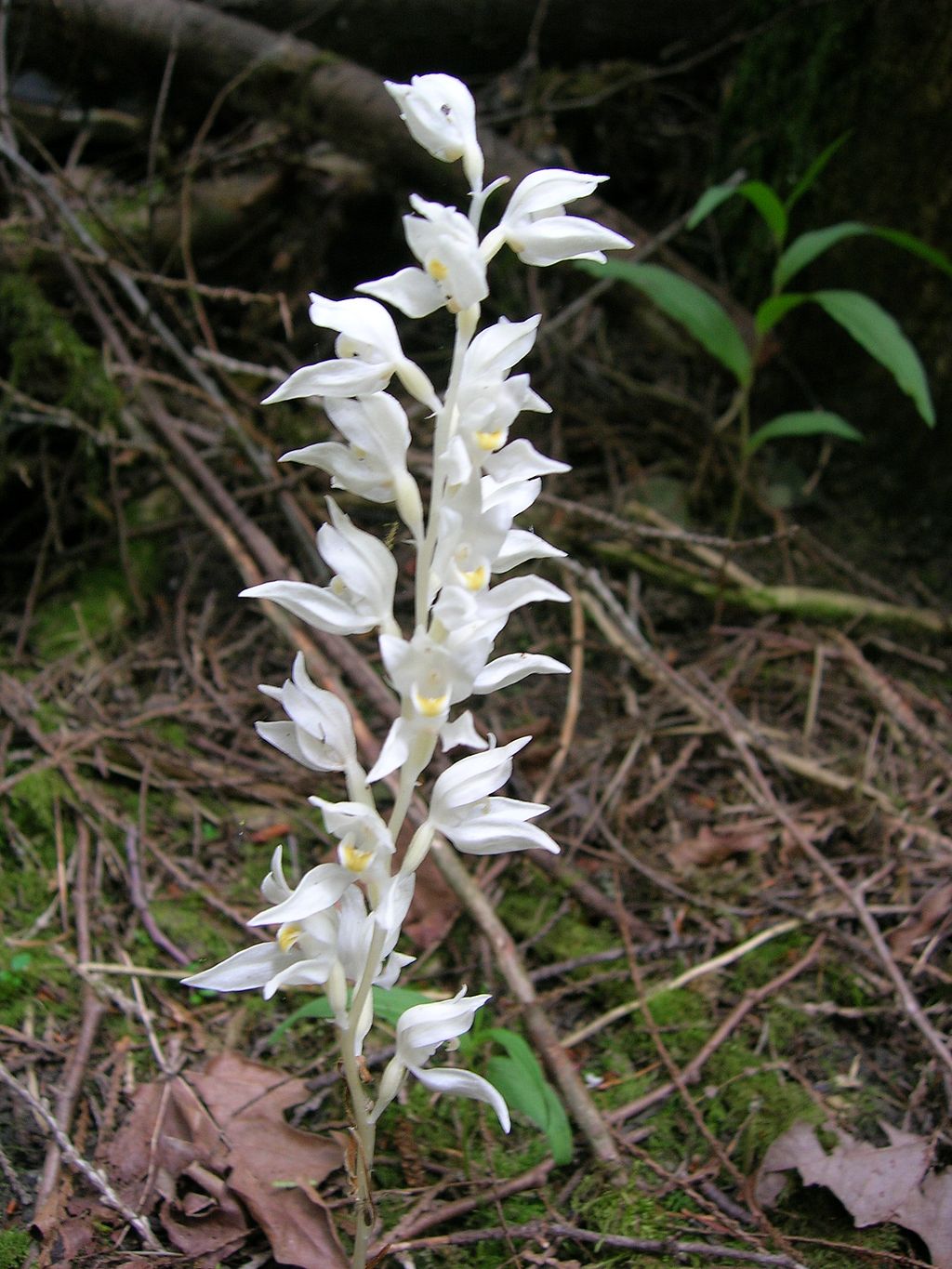A photo of a phantom orchid