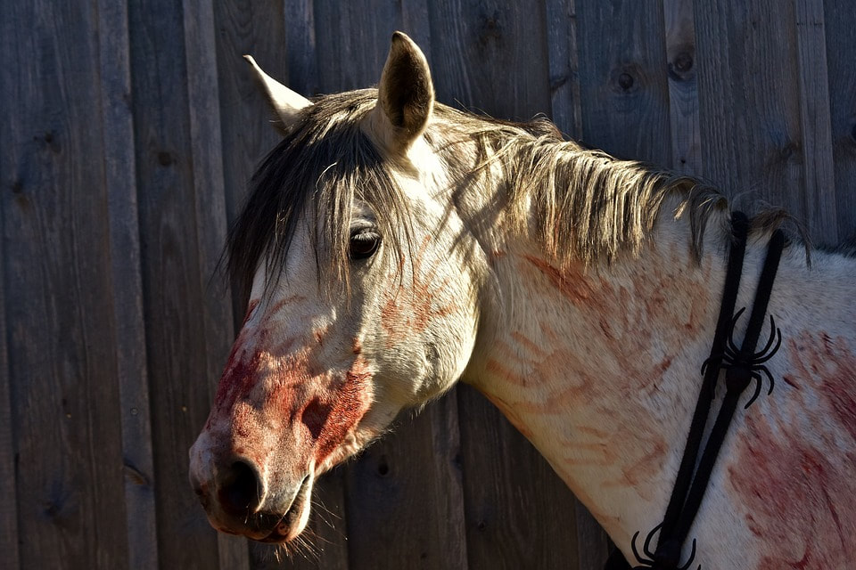 A brag as a horse covered in blood