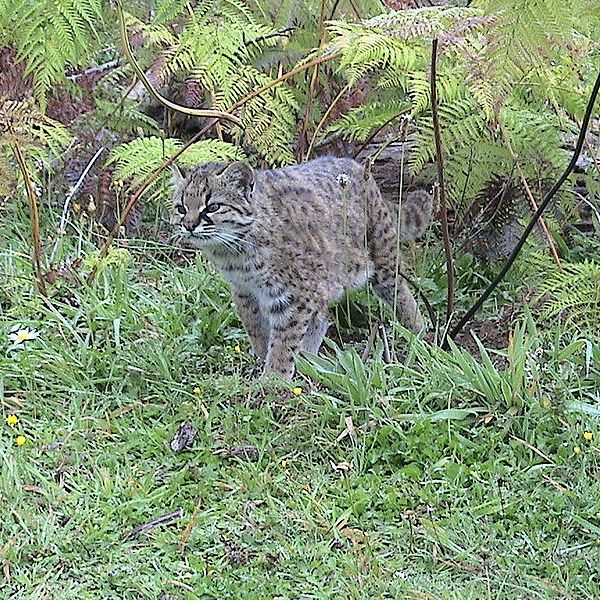 Leopardus Guigna, Kodkod, güiña