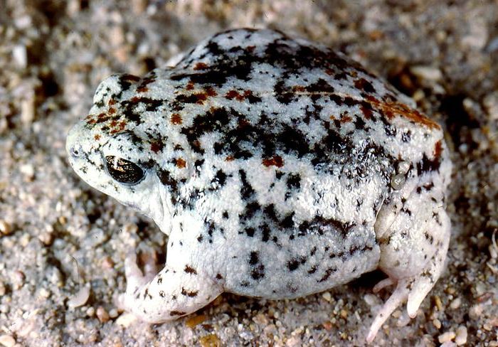 A Northern Sandhill Frog