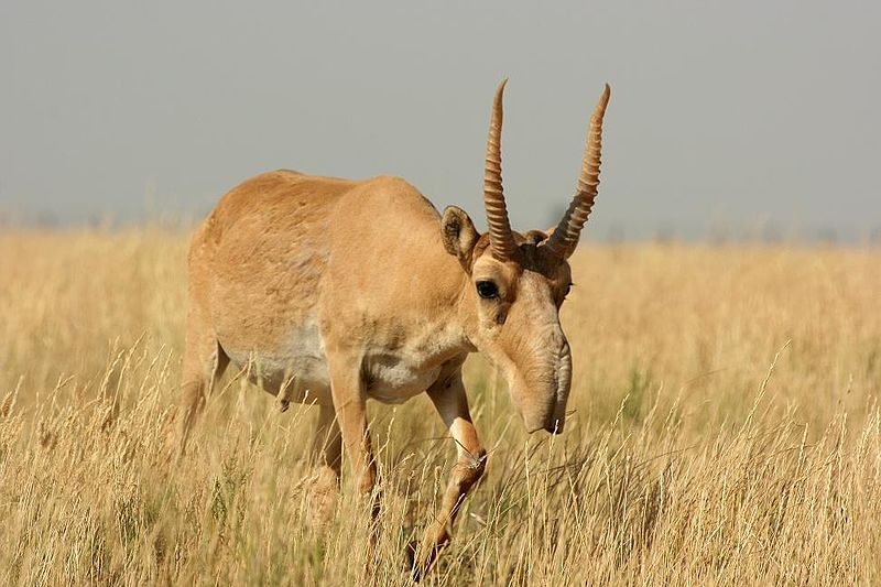 A wild Saiga Antelope 