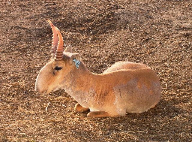 A Saiga Antelope or Saiga tartarica