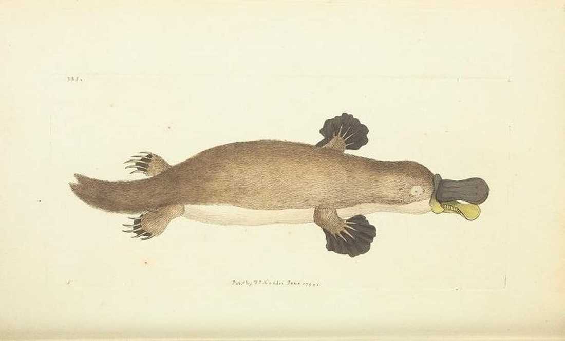 One of the first published pictures of a platypus