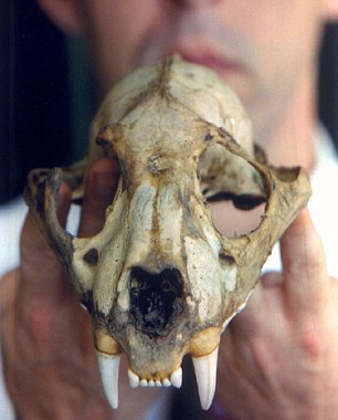A leopard skull found in River Fowey near Bodmin Moor. 