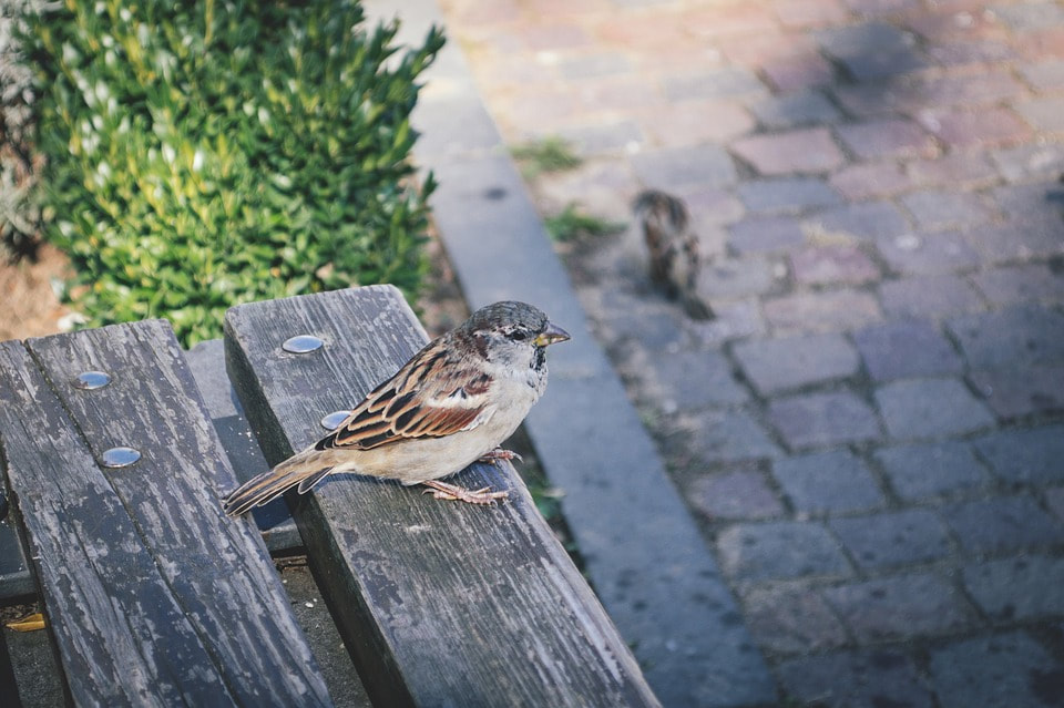 A sparrow sitting on a garden bench