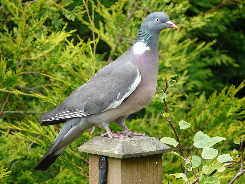 A Common Wood pigeon sitting on a post